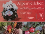 Zeitungsanzeige von 'Fleur Garten Bremen' (11.11.2012) - Bild 3/28