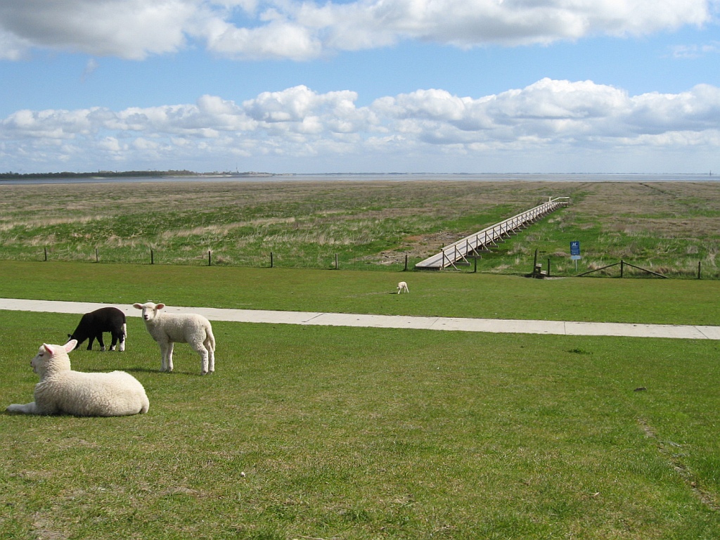 Panoramio-Archiv : Blick vom Deich auf den Salzwiesenlehrpfad - Cciliengroden - 04.2010
