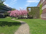 Frhlingsblte auf dem Campus - Lehe, Horn-Lehe, Bremen (04.2009) - Bild 33/87