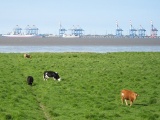 Blick zum Containerterminal Bremerhaven - Tettens (05.2009) - Bild 44/87